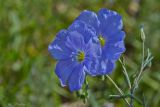 Linum austriacum