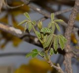 Handroanthus chrysanthus