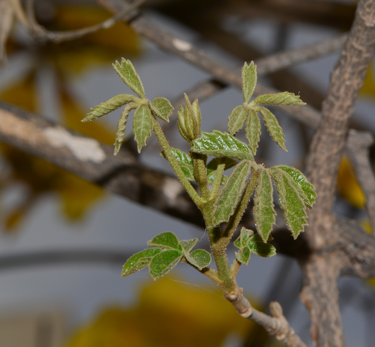 Image of Handroanthus chrysanthus specimen.