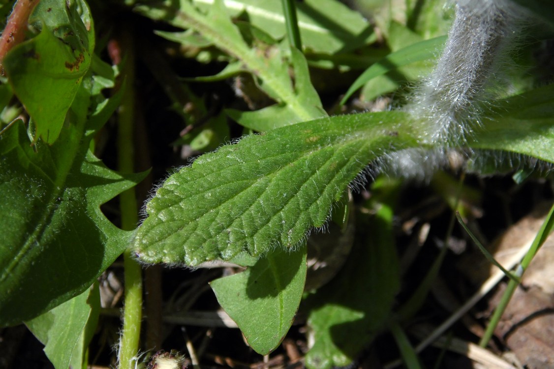 Image of Ajuga orientalis specimen.