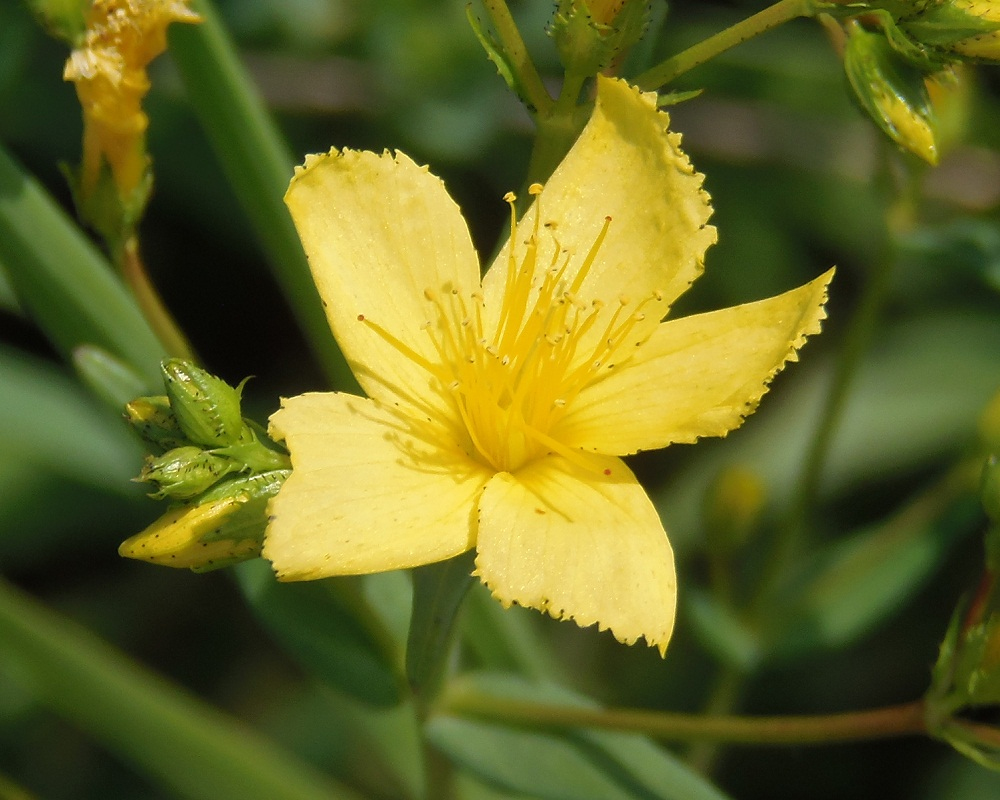 Image of Hypericum elegans specimen.