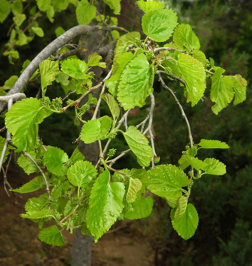 Image of Morus alba specimen.