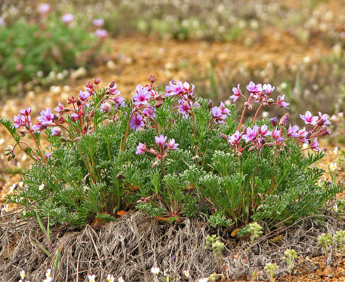 Image of Erodium beketowii specimen.