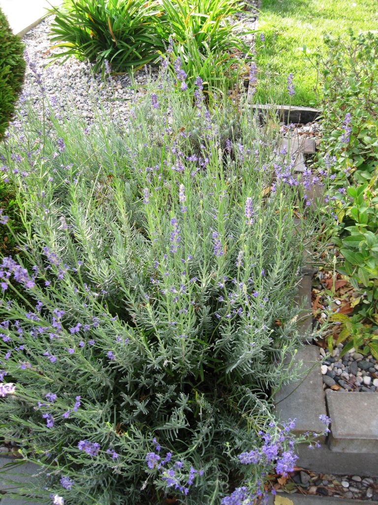 Image of Lavandula angustifolia specimen.