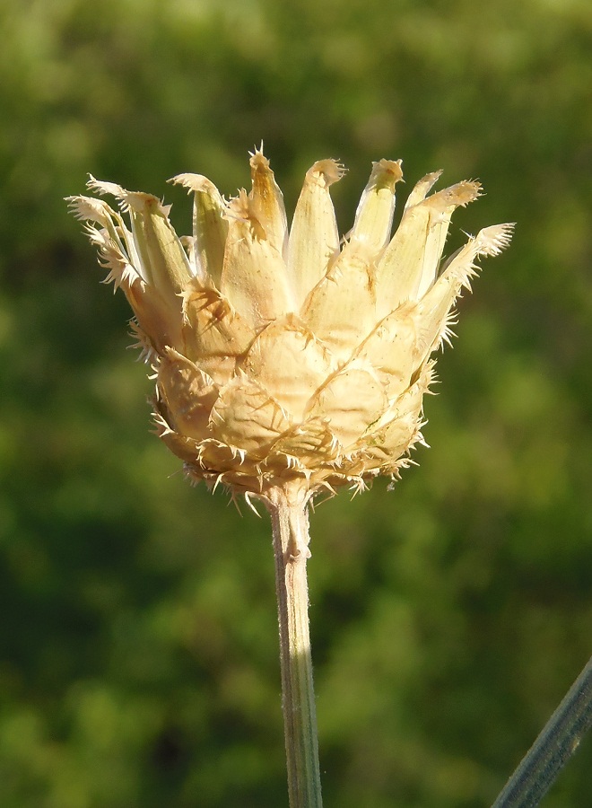 Изображение особи Centaurea salonitana.