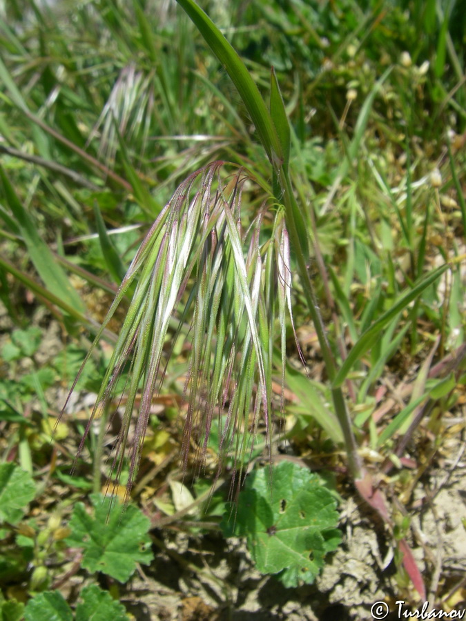 Image of Anisantha tectorum specimen.