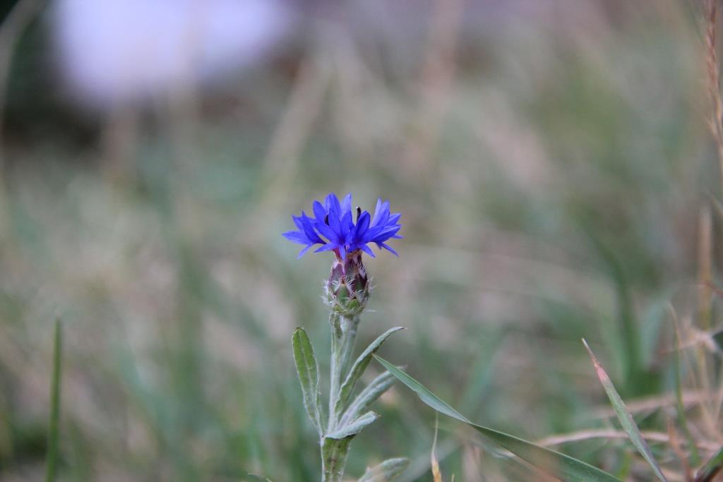 Изображение особи Centaurea depressa.