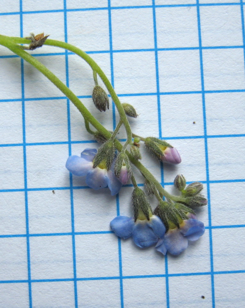 Image of Myosotis ergakensis specimen.