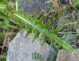 Cirsium echinus