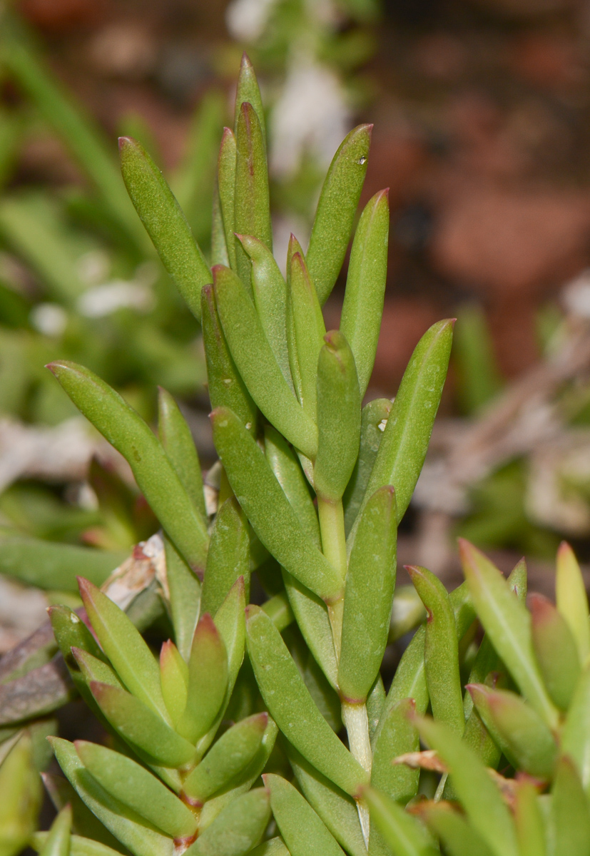 Изображение особи Delosperma luteum.