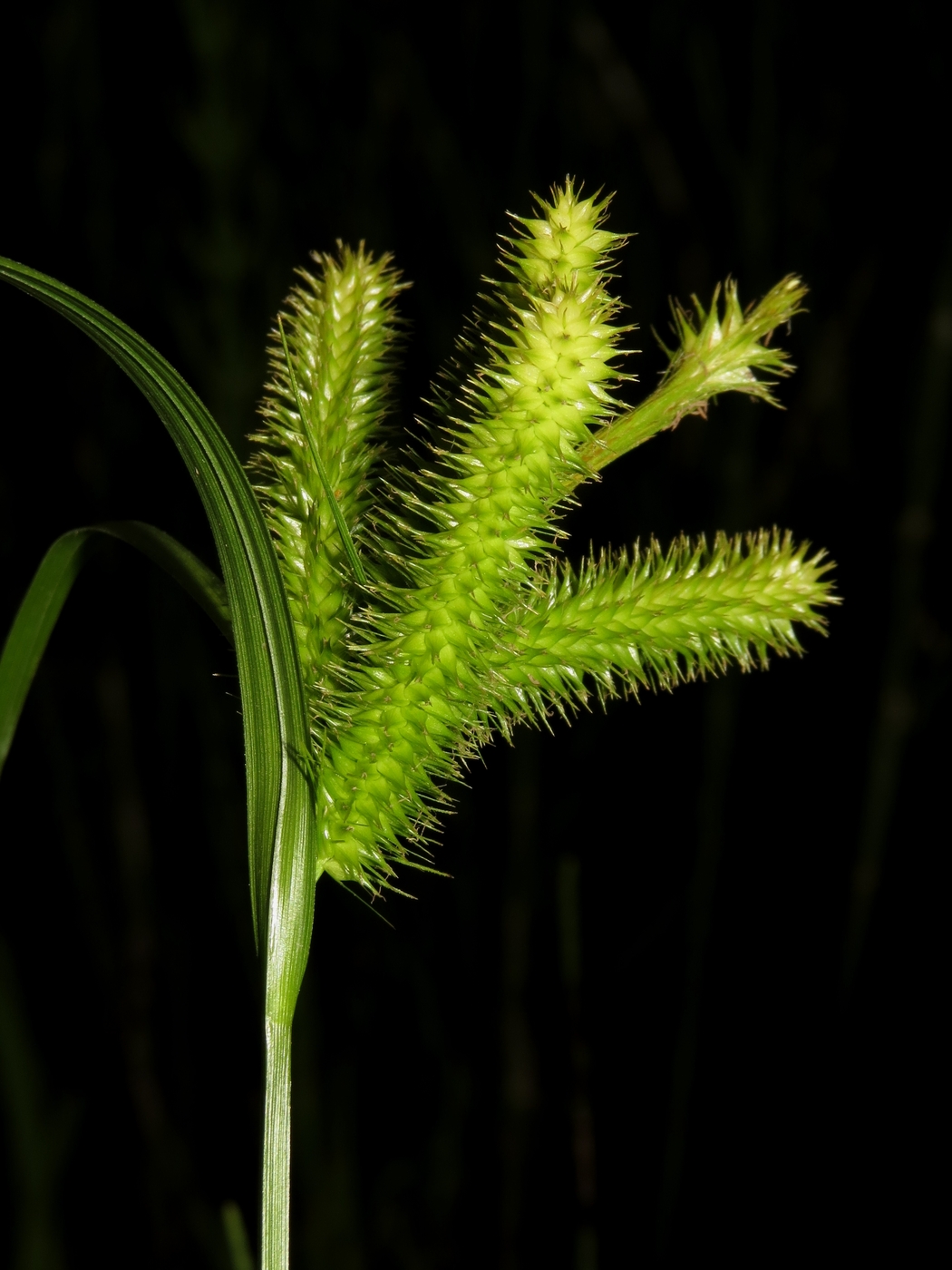 Изображение особи Carex pseudocyperus.