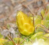 Ferocactus robustus. Бутон. Израиль, Шарон, г. Тель-Авив, ботанический сад \"Сад кактусов\". 26.06.2017.