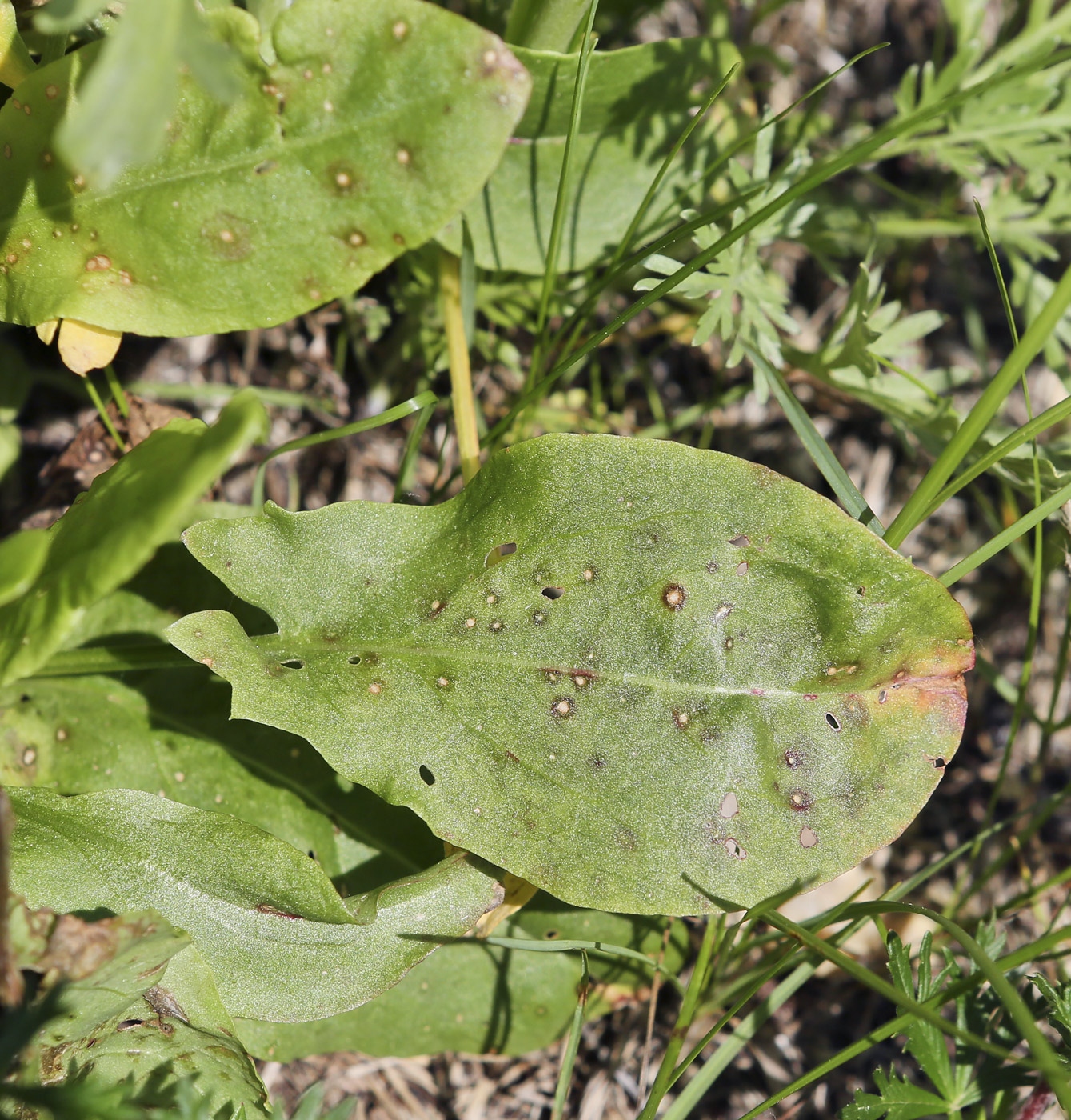 Изображение особи Rumex acetosa.