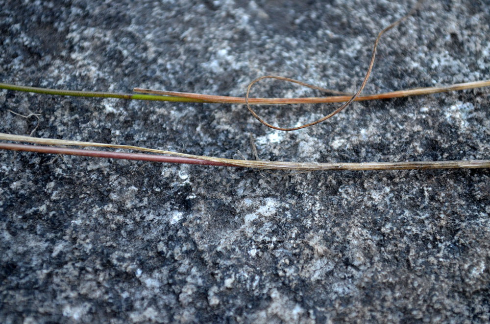 Image of genus Allium specimen.