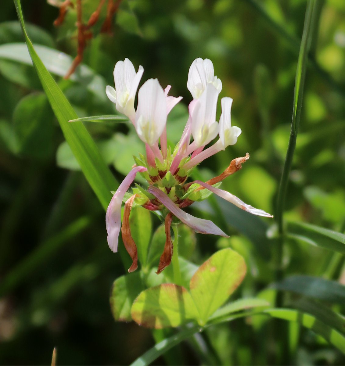 Image of Trifolium clypeatum specimen.