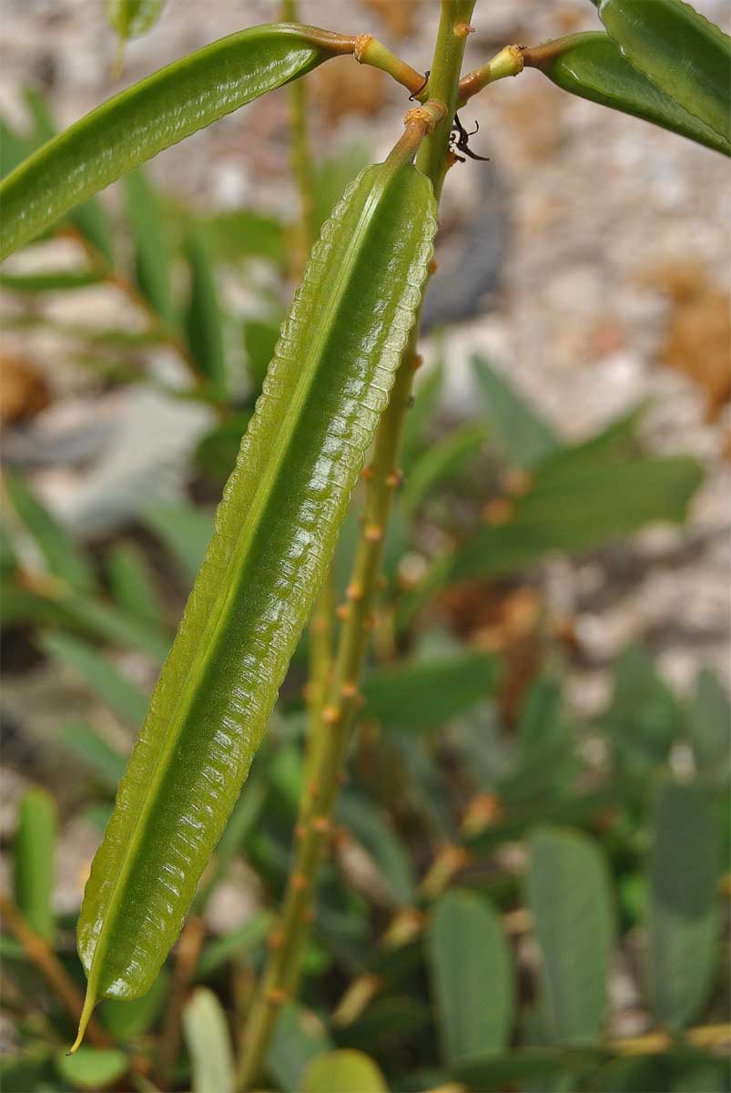 Image of Senna alata specimen.