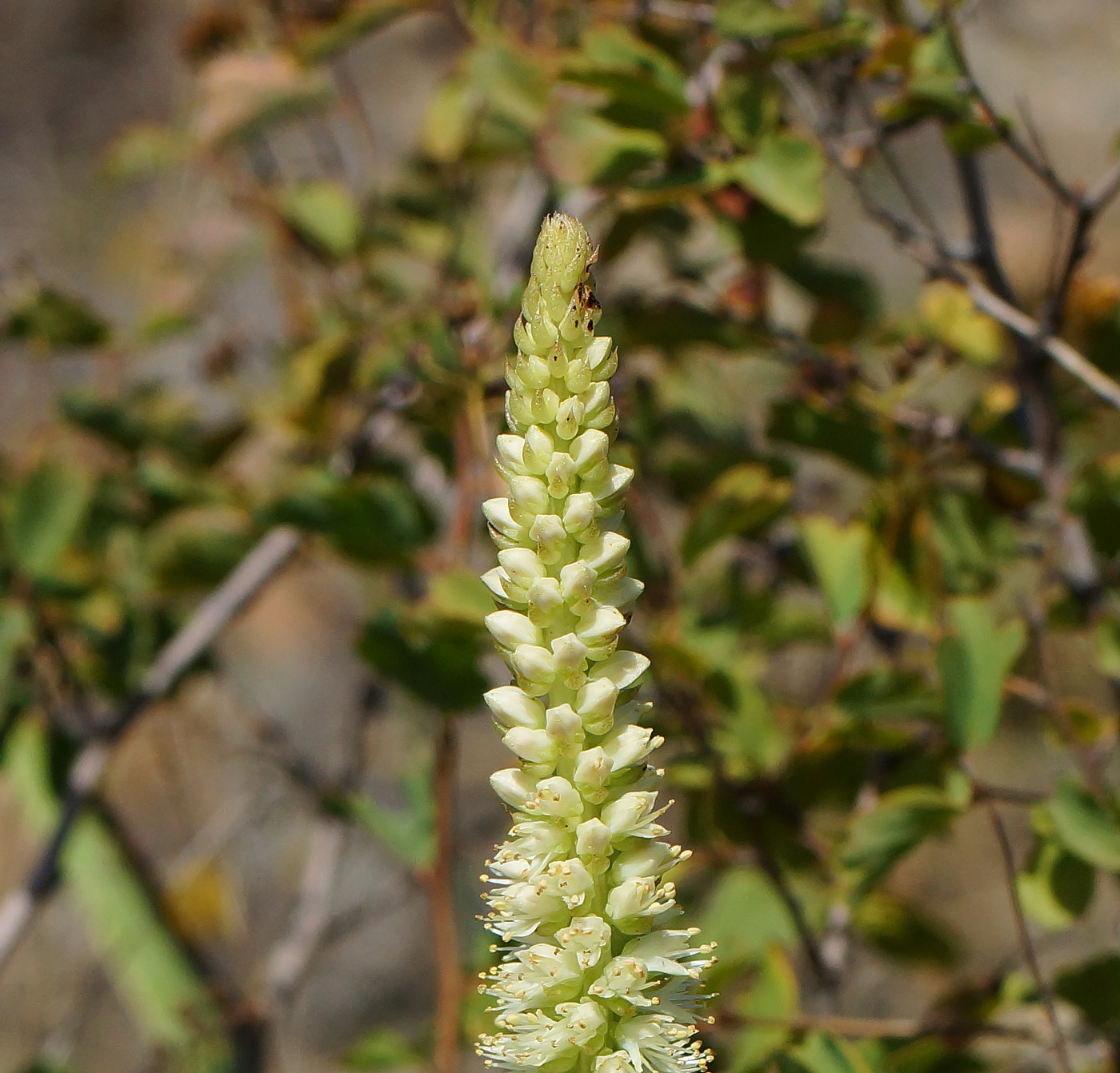 Image of Orostachys spinosa specimen.