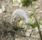 Salvia verbascifolia