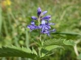 Veronica longifolia. Соцветие. Марий Эл, г. Йошкар-Ола, Сосновая роща, разнотравный луг. 15.08.2018.