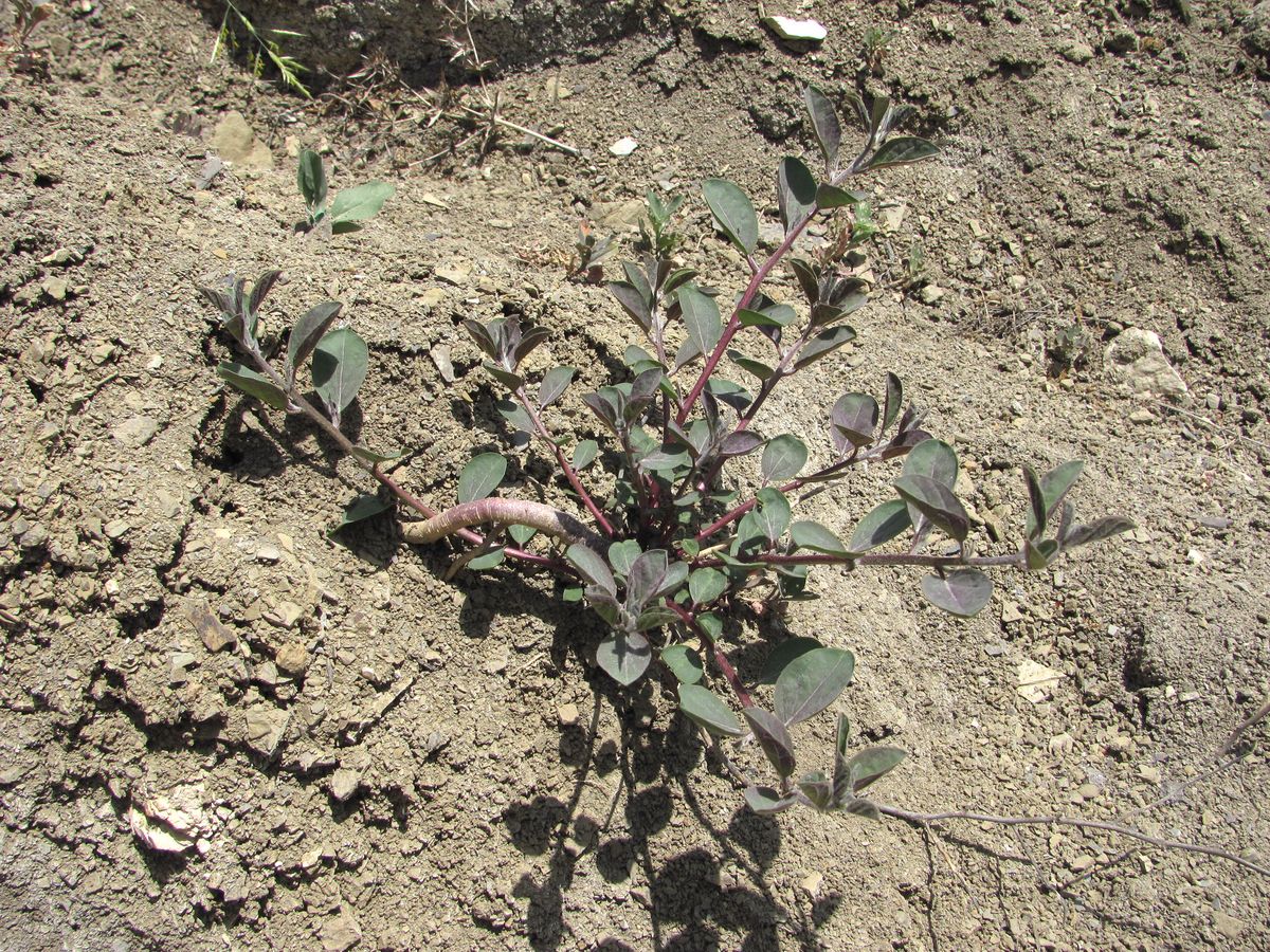 Image of Capparis herbacea specimen.