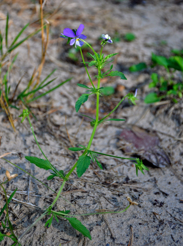 Image of Viola tricolor specimen.