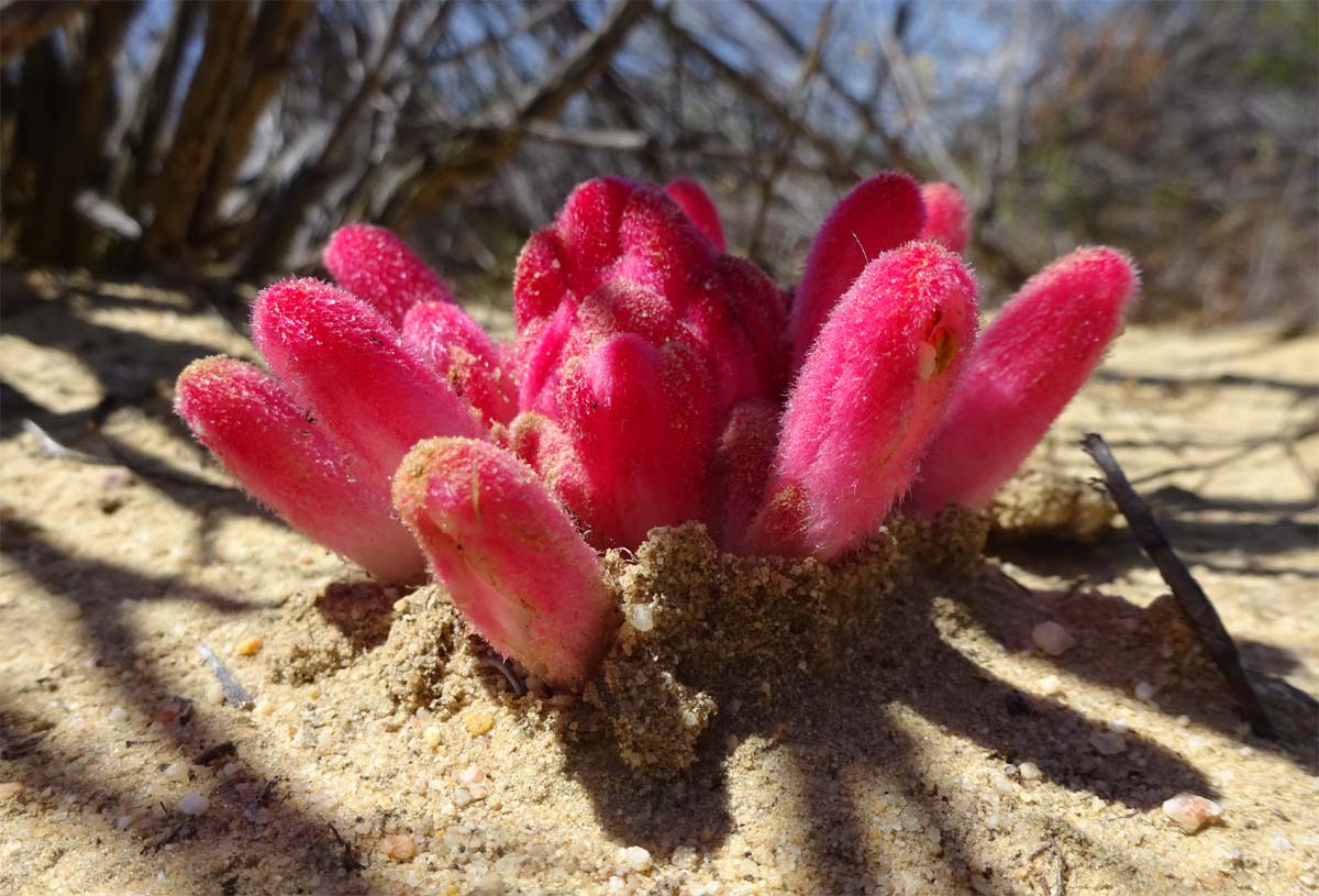 Image of Hyobanche sanguinea specimen.