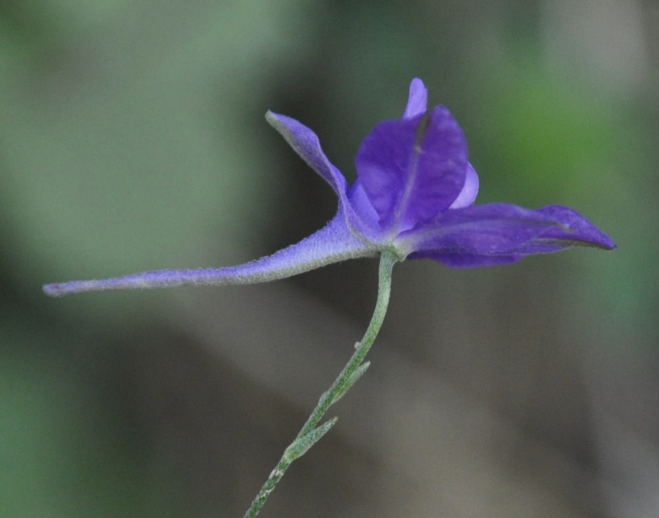 Изображение особи Delphinium paniculatum.