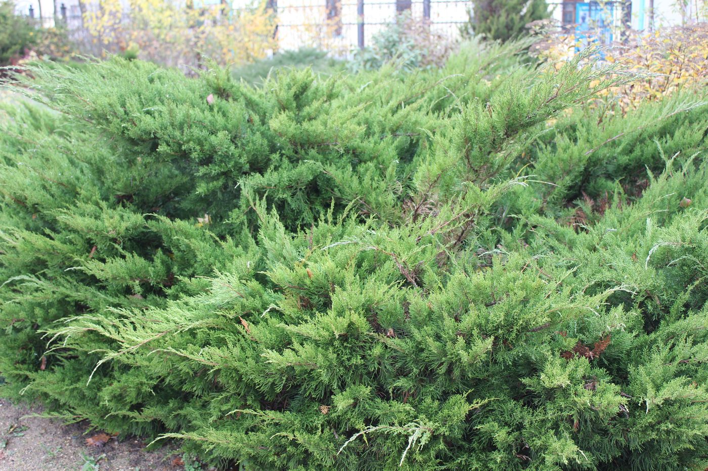 Image of Juniperus sabina specimen.