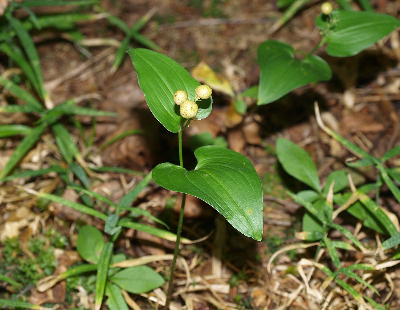 Изображение особи Maianthemum bifolium.