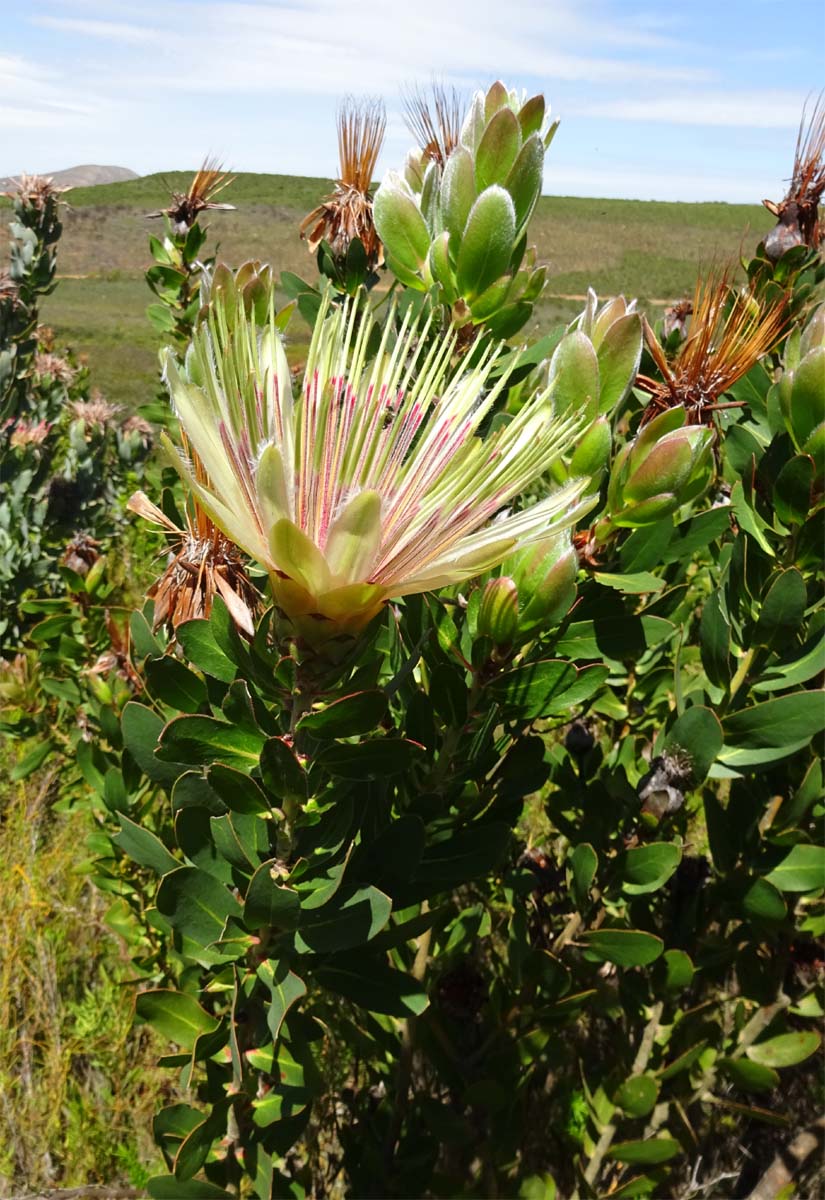 Изображение особи Protea aurea.