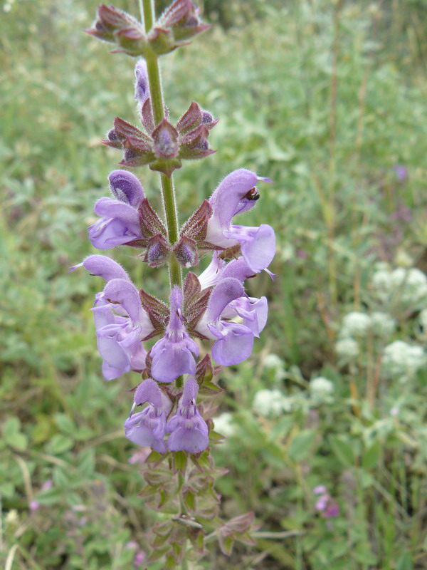 Image of Salvia virgata specimen.