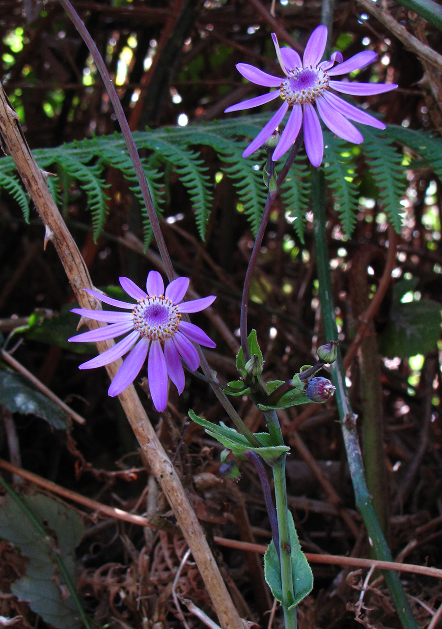 Image of Pericallis tussilaginis specimen.