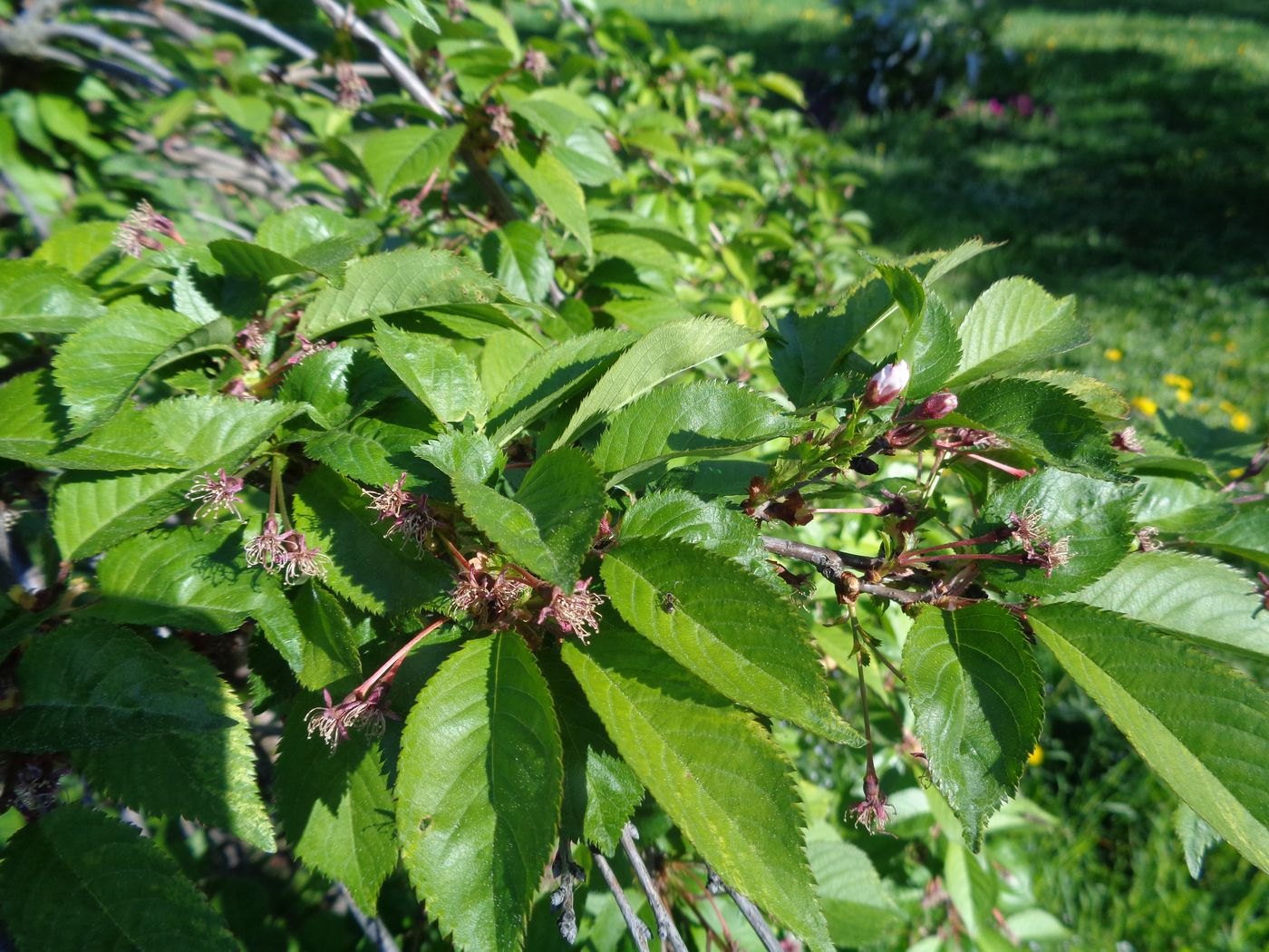 Изображение особи Cerasus subhirtella.