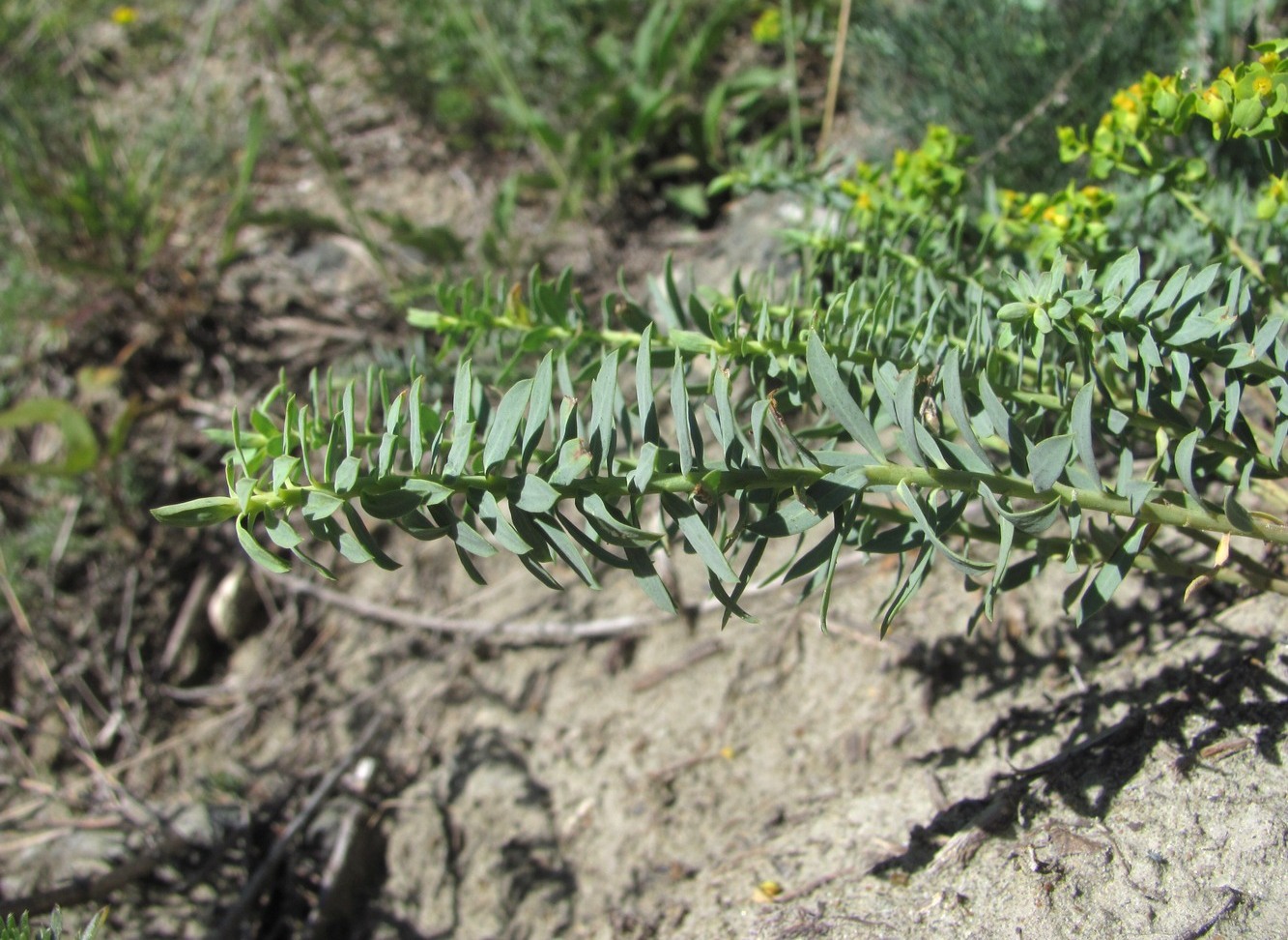 Image of genus Euphorbia specimen.