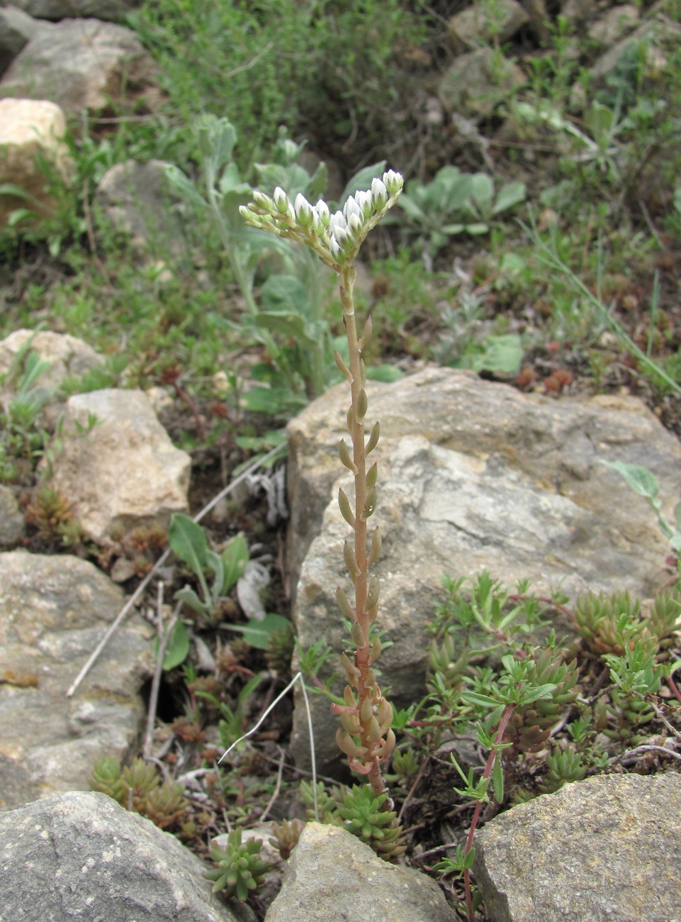 Изображение особи Sedum subulatum.