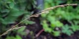 genus Festuca. Верхушка плодоносящего побега. Пермский край, г. Пермь, Кировский р-н, клумба. 07.07.2019.