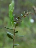 Chamaedaphne calyculata. Верхушка растения с завязавшимися плодами. Ленинградская обл., окр. дер. Кемка, кустарничково-сфагновый сосняк. 10.06.2010.