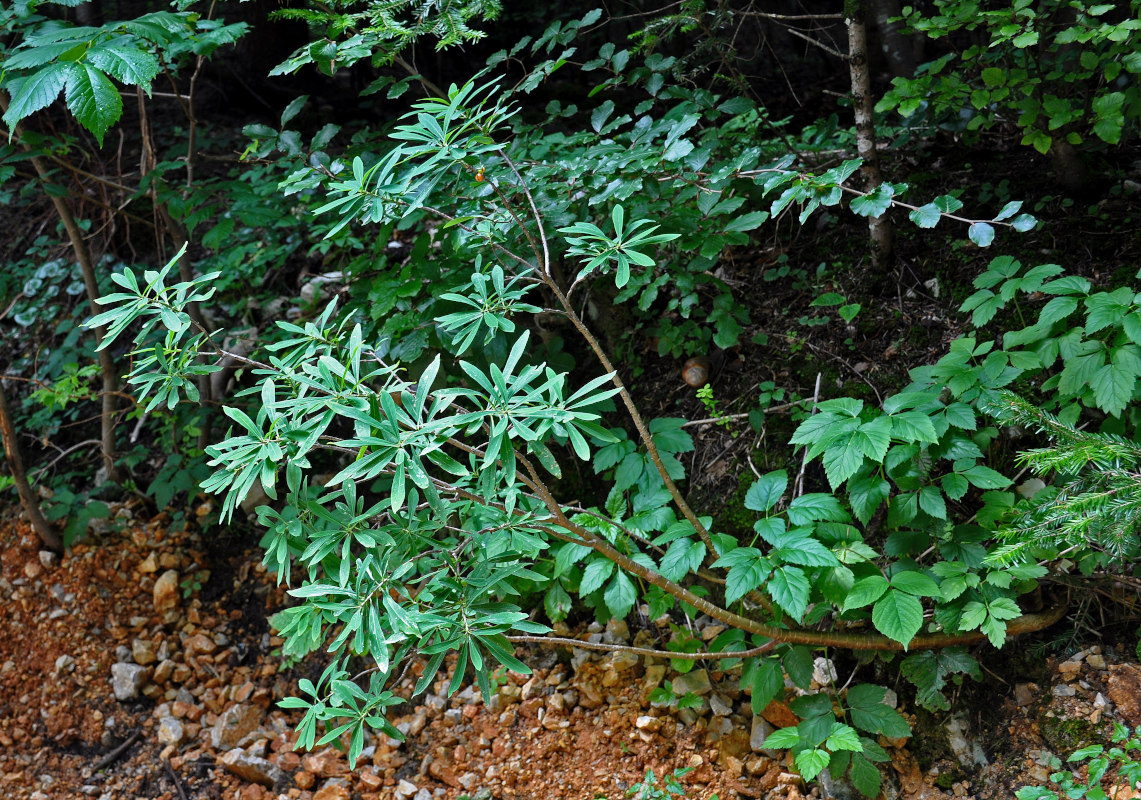 Image of Daphne mezereum specimen.