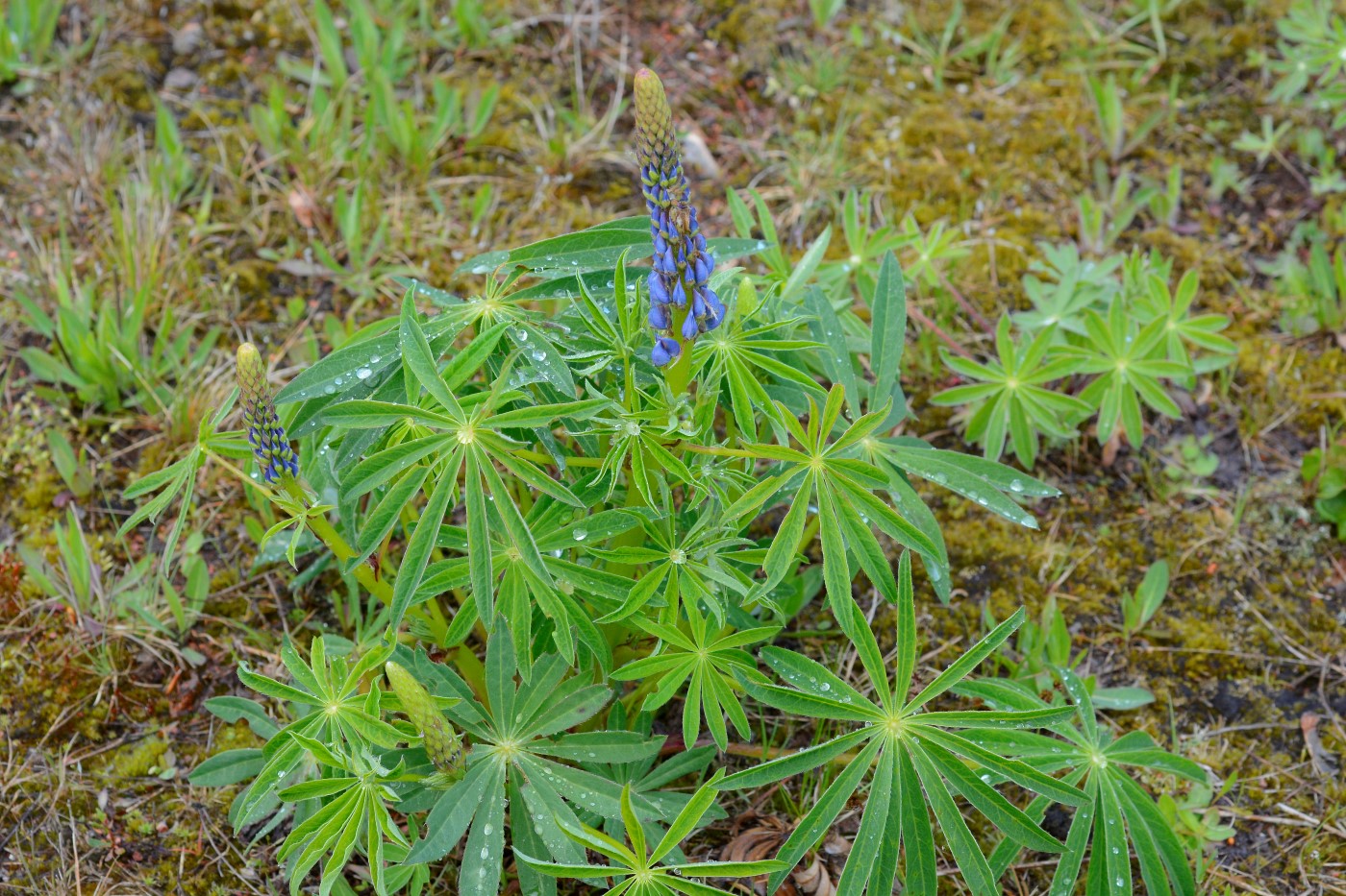 Изображение особи Lupinus polyphyllus.