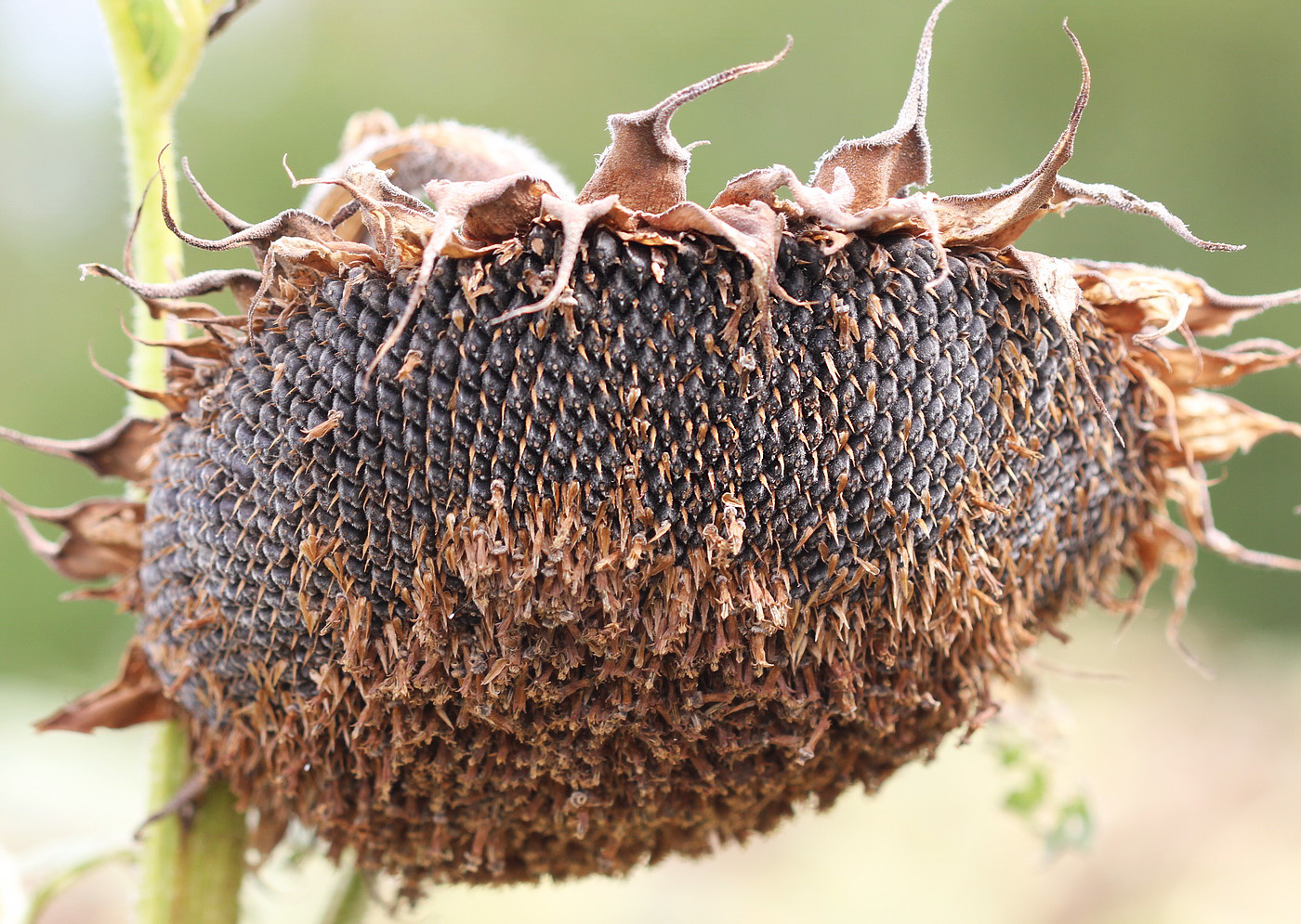 Image of Helianthus annuus specimen.