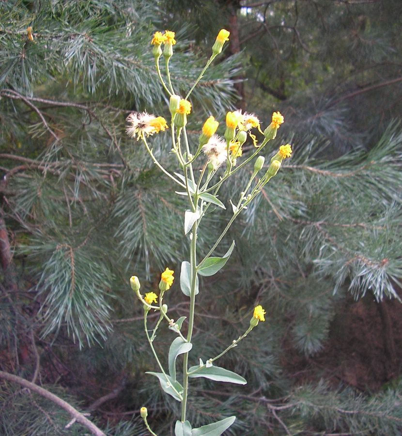 Image of Hieracium pervagum specimen.