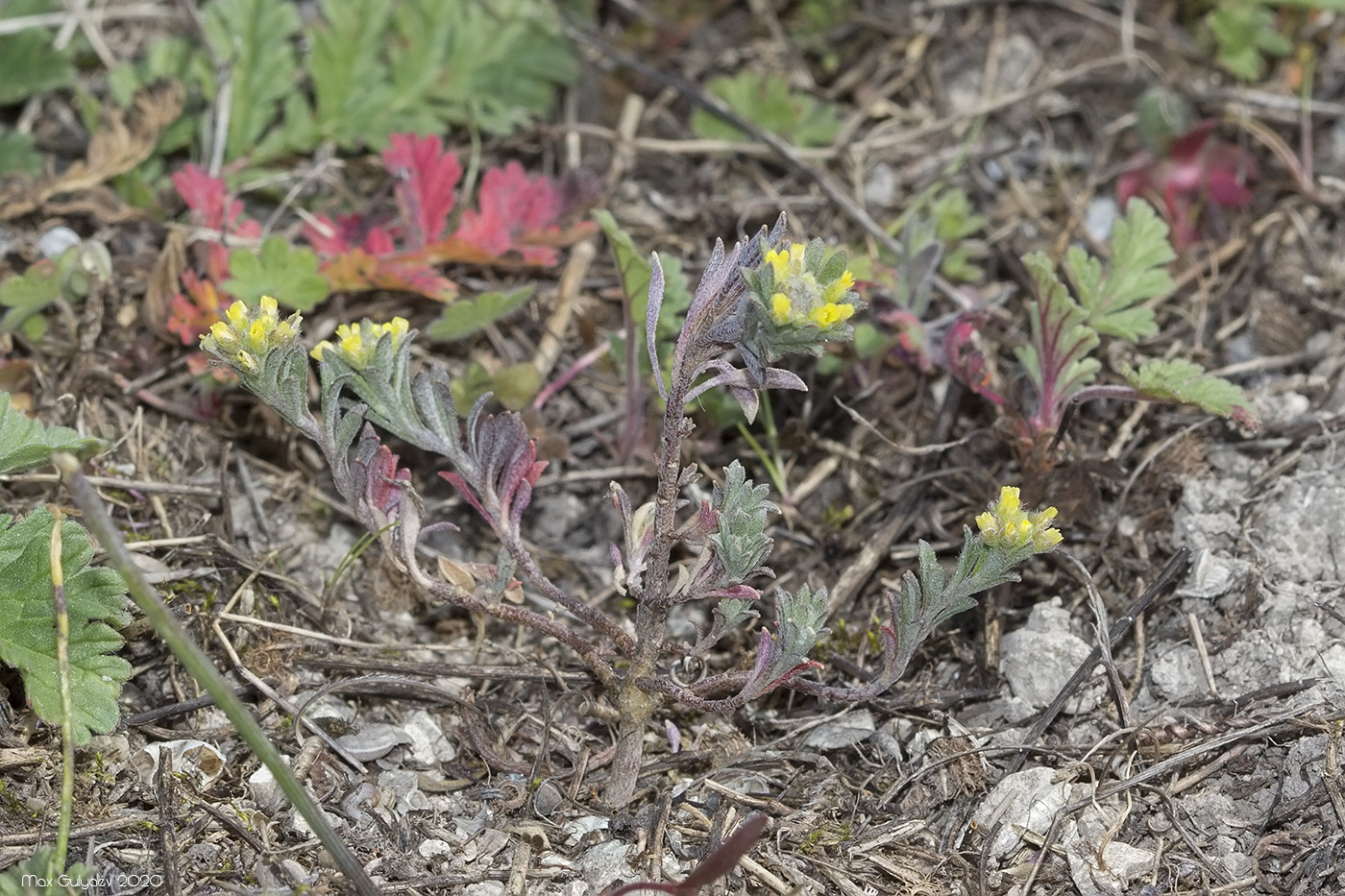 Image of genus Alyssum specimen.