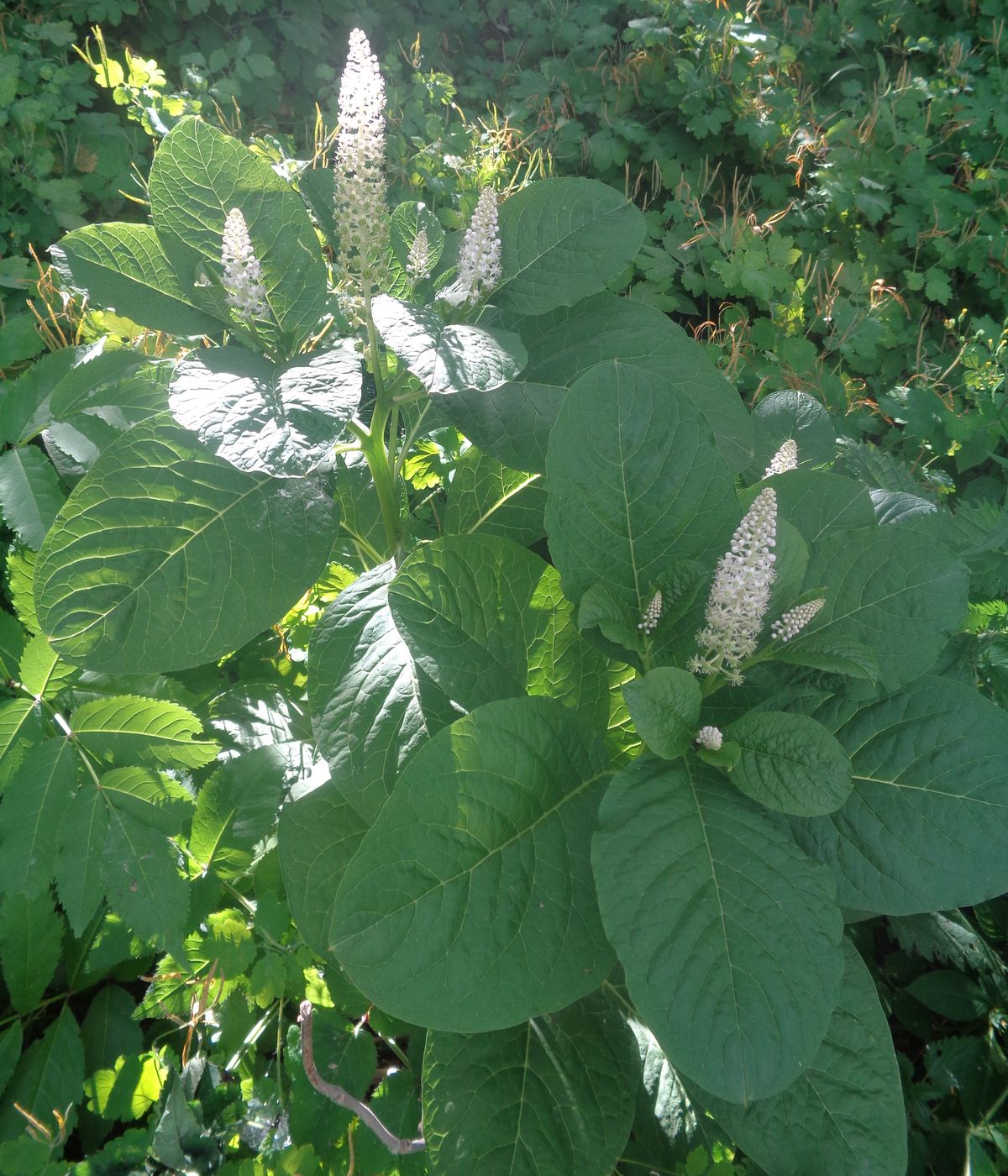 Изображение особи Phytolacca acinosa.