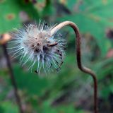 Gaillardia aristata. Соплодие. Ульяновск, Заволжский р-н, опушка лиственного леса с преобладанием дуба. 10.08.2020.