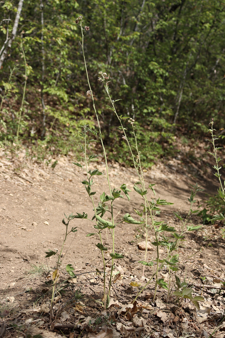 Image of Althaea narbonensis specimen.