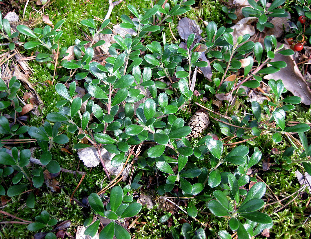 Изображение особи Arctostaphylos uva-ursi.