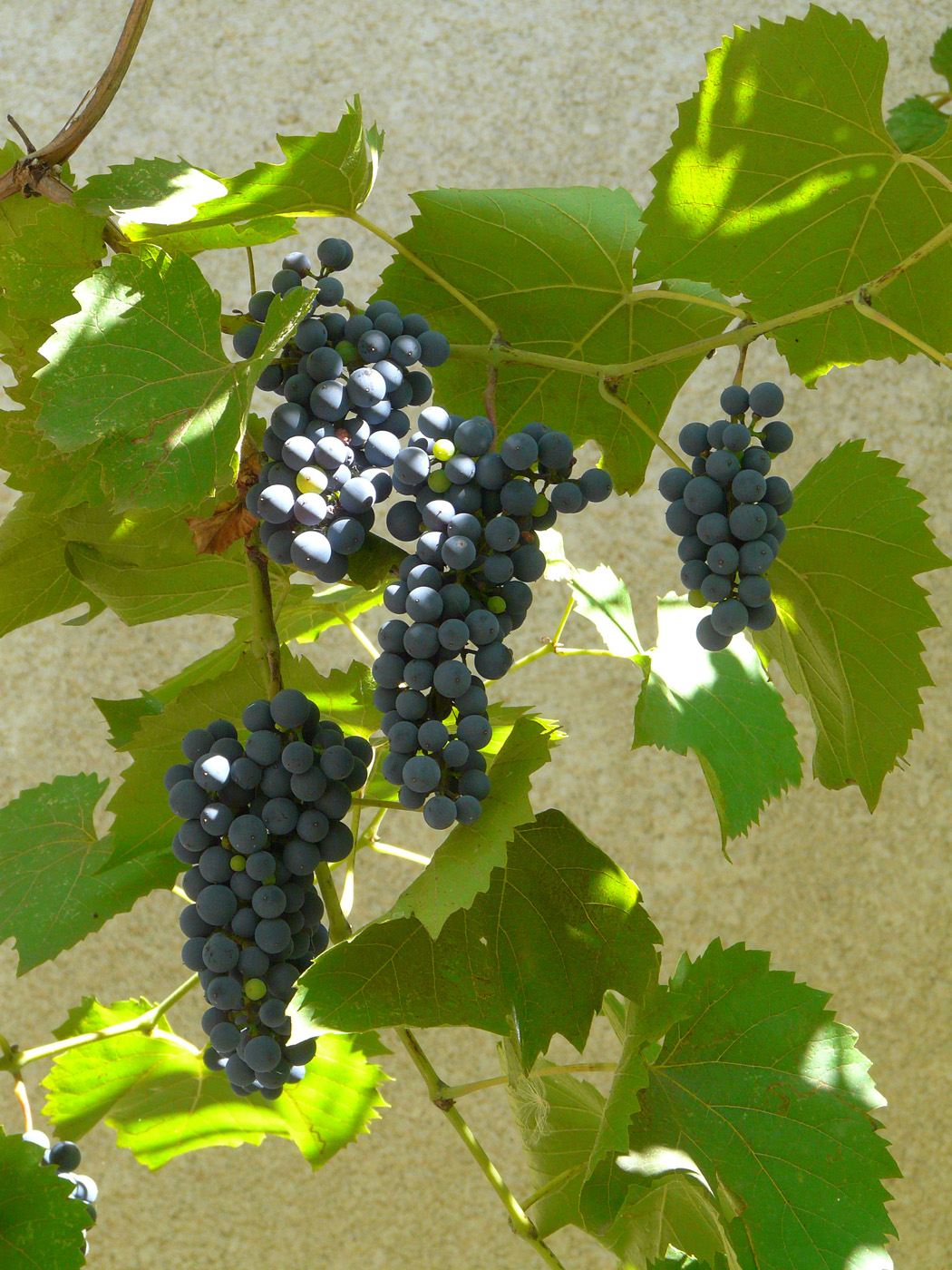 Image of Vitis &times; bacoi specimen.