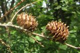 Larix kaempferi. Опавшая ветвь с прошлогодними шишками. Беларусь, Минская обл., Минский р-н, Щомыслицкий сельский совет, ботанический памятник природы республиканского значения \"Дубрава\", дубово-темнохвойный лес. 15.07.2020.