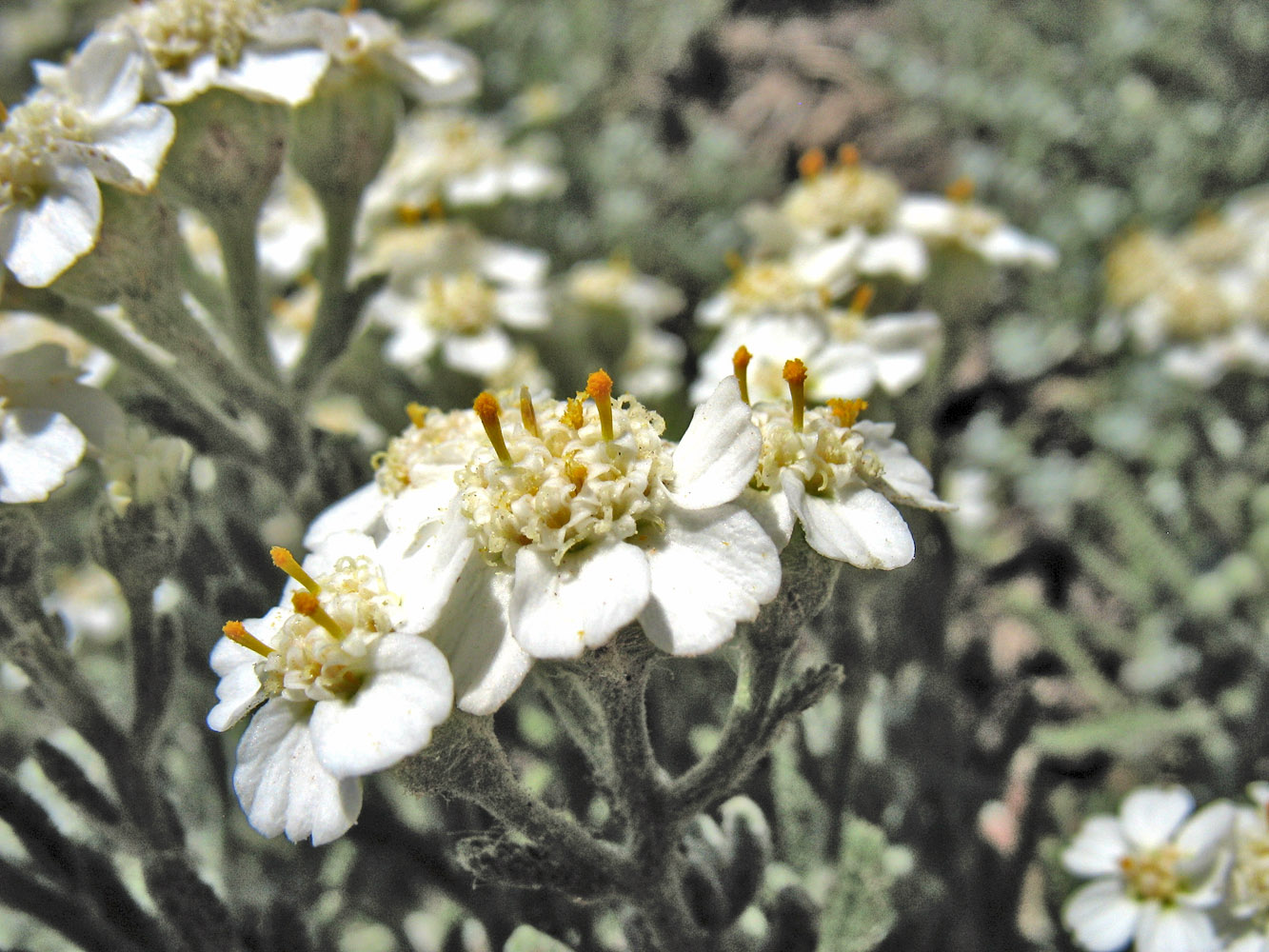 Image of Achillea cretica specimen.