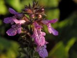 Смотреть изображение Stachys palustris